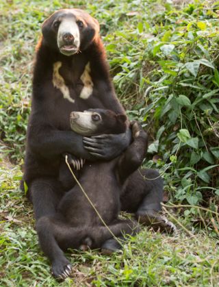 bear-cat-friends-unusual-animal-friendships-ka-wao-george-8_