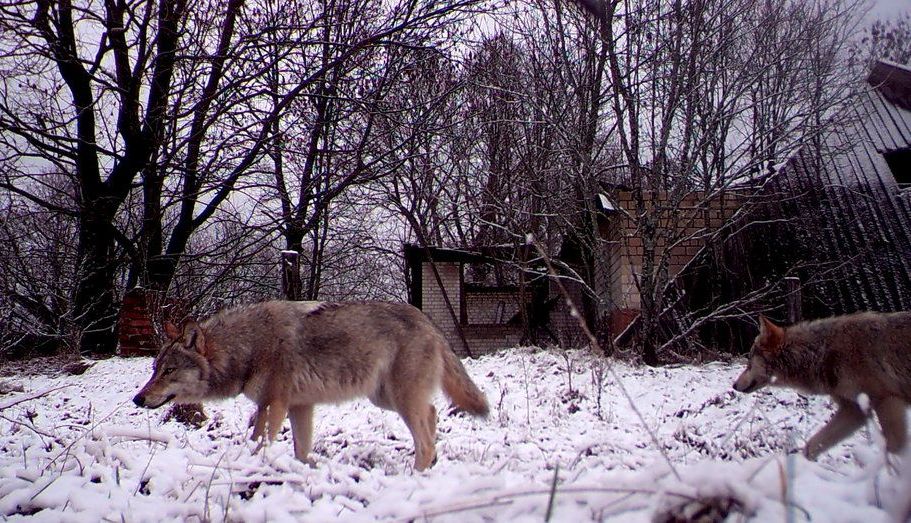 Viața în Cernobâl la 30 DE ANI după catastrofa nucleară!!! Galerie foto spectaculoasă... 2 cerno.jpg