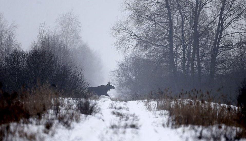 Viața în Cernobâl la 30 DE ANI după catastrofa nucleară!!! Galerie foto spectaculoasă... 4 cerno2.jpg