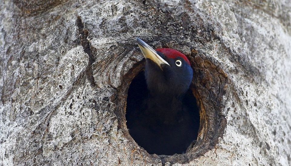 Viața în Cernobâl la 30 DE ANI după catastrofa nucleară!!! Galerie foto spectaculoasă... 7 cerno5.jpg