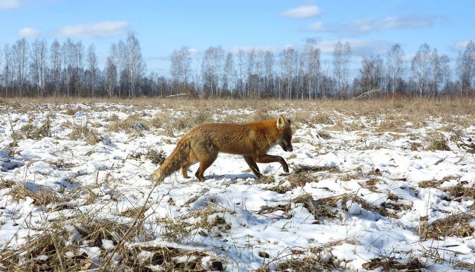 Viața în Cernobâl la 30 DE ANI după catastrofa nucleară!!! Galerie foto spectaculoasă... 8 cerno6.jpg