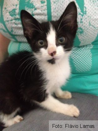 A coborât într-un mormânt, pentru a salva o pisică 3 pisica4_209347.jpg