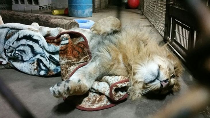 rescued-african-lion-sleeping-with-blanket-13_208672.jpg