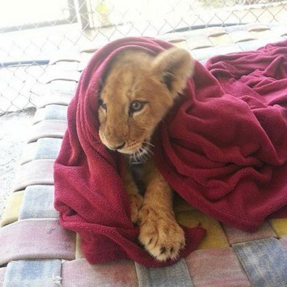 rescued-african-lion-sleeping-with-blanket-15_208673.jpg