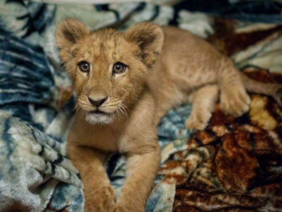 rescued-african-lion-sleeping-with-blanket-4_208669.jpg