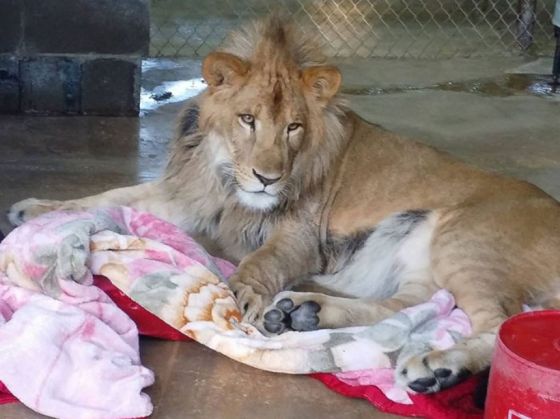 rescued-african-lion-sleeping-with-blanket-8_208670.jpg