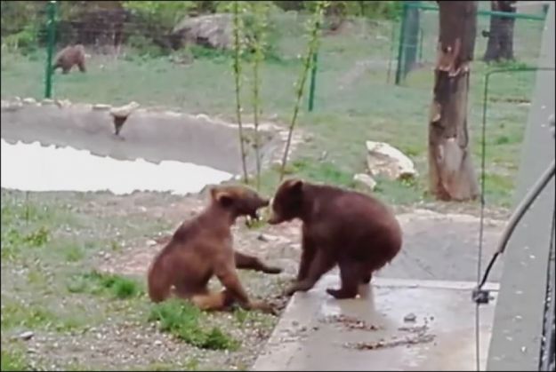 ursii_209533.JPG