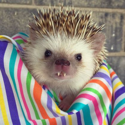 Uite cum arată ariciul „vampir“ 6 vampire-hedgehog-fangs-hodge-huffington-25_210532.jpg