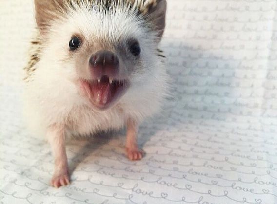 Uite cum arată ariciul „vampir“ 5 vampire-hedgehog-fangs-hodge-huffington-36_210530.jpg