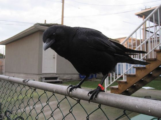 crow-befriends-man-canuck-20_213256.jpg