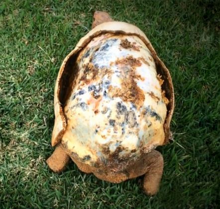 tortoise-3d-printed-shell-freddy-1_212744.jpg