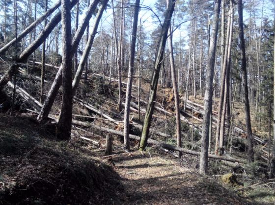 copaci rupti Tampa0 (1)_214502.jpg