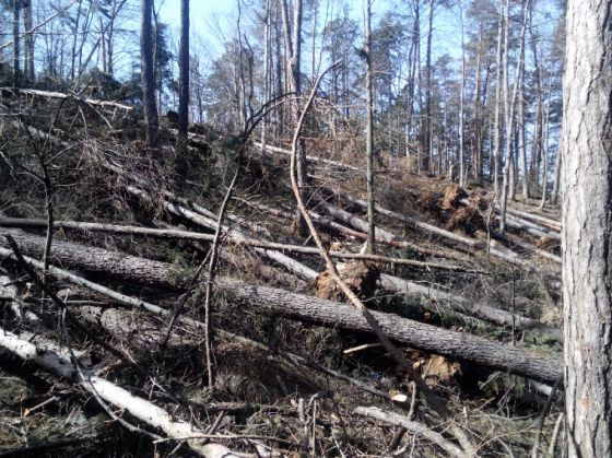 copaci rupti Tampa0 (2)_214501.jpg