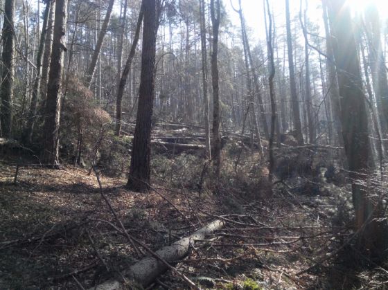 copaci rupti Tampa0 (3)_214499.jpg