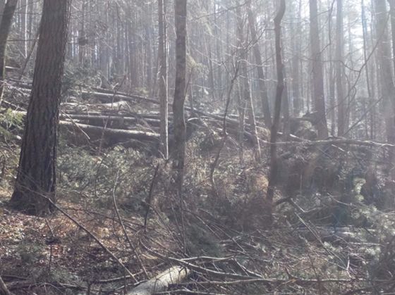 copaci rupti Tampa0 (4)_214500.jpg