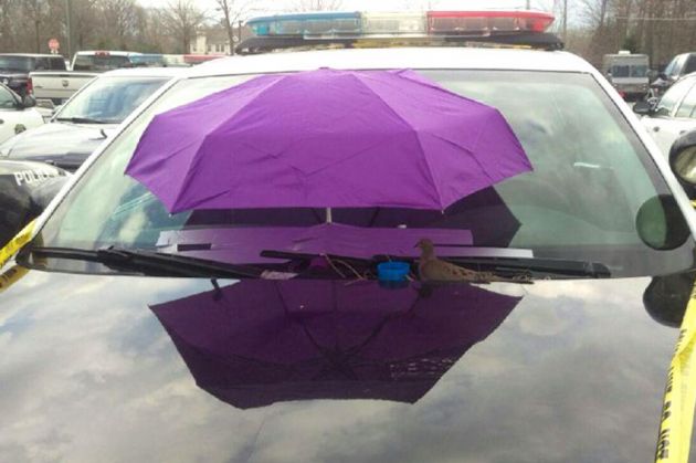 police-bird-umbrella-dove-nest-car-hood-parma-3_214850.jpg