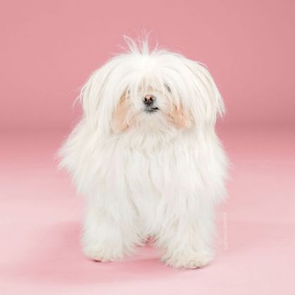 5 câini, înainte și după coafor 3 1-Yuki-Before-5792a4b2bf291__700_217782.jpg