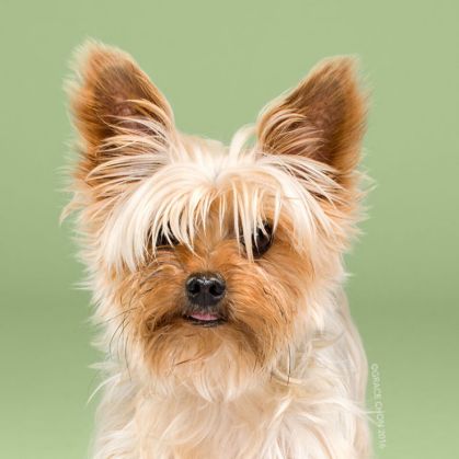 5 câini, înainte și după coafor 5 3-Teddy_Before_square-5792a49078d6e__700_217781.jpg