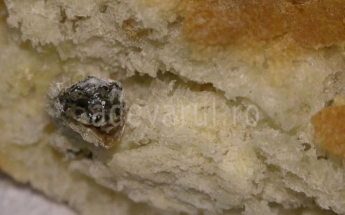 broasca paine_216402.jpg