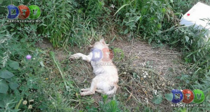 caine mort 2_216378.jpg