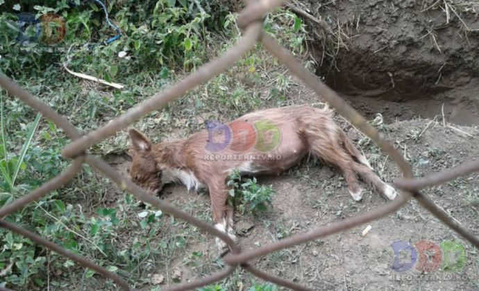 caine mort 3_216379.jpg