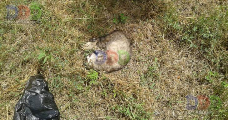 caine mort 4_216380.jpg