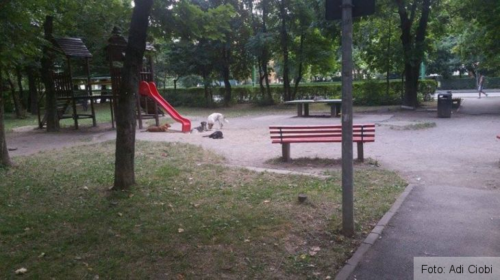 Brașov. Fotografii de la un cititor: „Foarte mulți câini…“ 2 caini2_218133.jpg