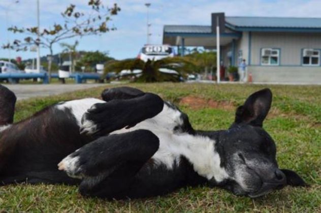 LOIAL. Un câine așteaptă de 8 luni în fața spitalului unde a murit stăpânul lui 3 NegaoDog3_218430.jpg