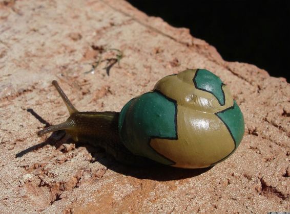 Snail10_219866.jpg
