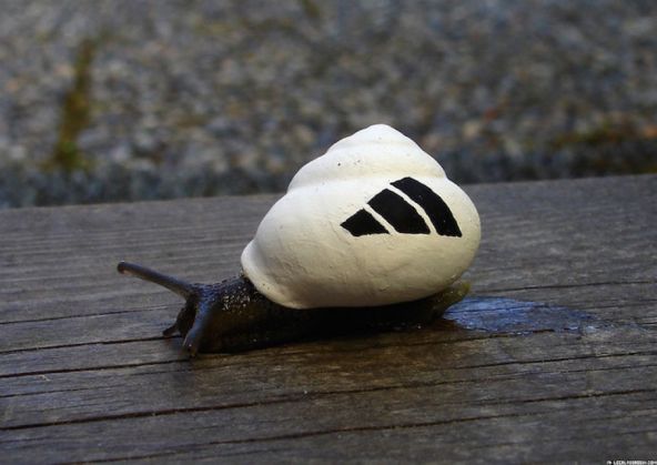 Snail6_219865.jpg