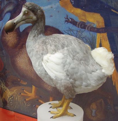 dodo2_219938.JPG