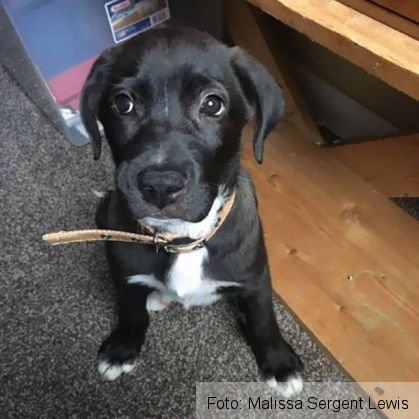 moving-trash-bag-road-abandoned-dog-malissa-sergent-lewis-6_