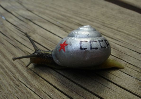 snailpimp2_219867.jpg
