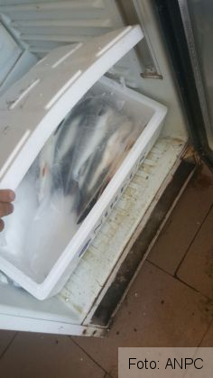 terasa mare 2_219356.jpg