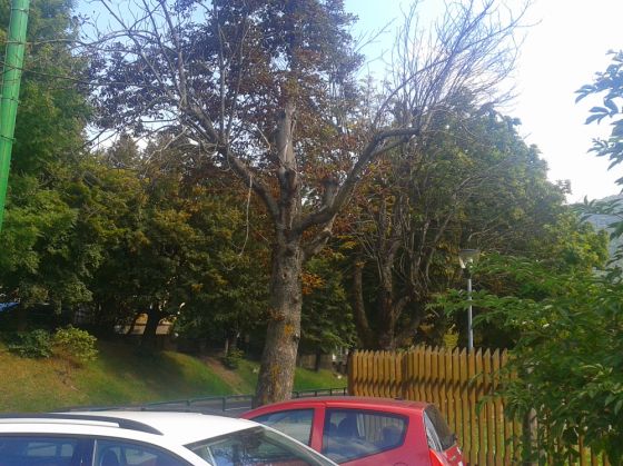 BRAŞOV. Pericol de accidente pe strada Şirul Livezii 3 2016-09-18 14.45.39_222544.jpg