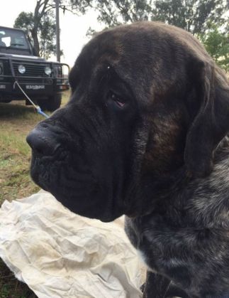 biggest-dog-crushes-owner-mastiff-australia-4_221340.jpg