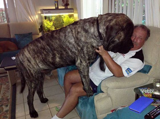 biggest-dog-crushes-owner-mastiff-australia-9_221341.jpg
