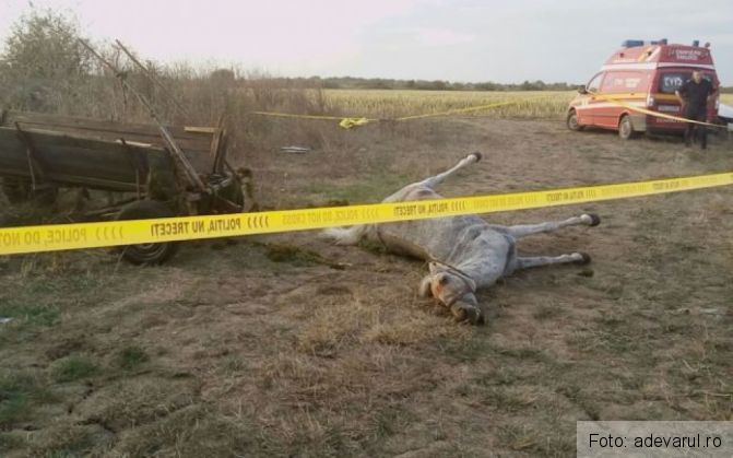 cautari dambovita 2_221976.jpg