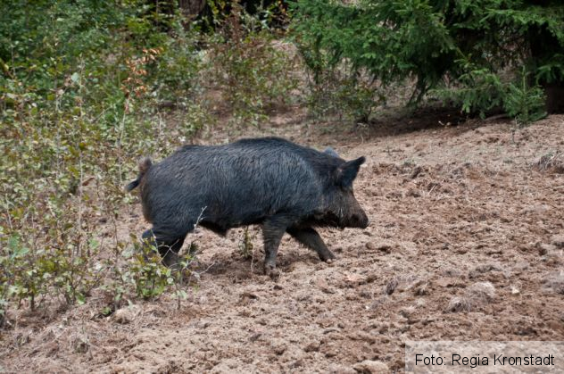 observator 7_221679.jpg