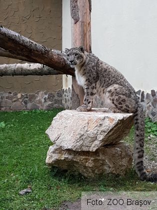 leopard brasov 2_223830.jpg