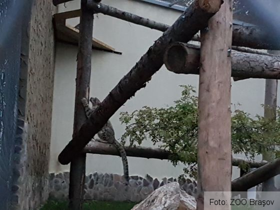 leopard brasov_223831.jpg