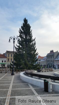 BRAŞOV. Bradul de Crăciun a ajuns în Piaţa Sfatului (GALERIE FOTO) 3 20161117_093526_225601.jpg