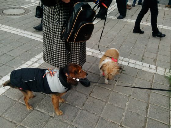 BRAȘOV. Cine a înfruntat frigul ca să intre în Hora Marii Uniri în orașul de sub Tâmpa? Unii au plecat dezamăgiți! 8 IMG_20161201_121056_226559.jpg