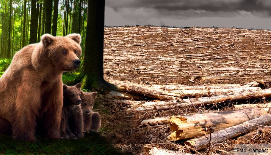 Nelson Karr: „Să arătăm publicului austriac cum Schweighofer este implicat în exploatarea nesustenabilă a pădurilor românești, care amenință dispariția ultimilor urși bruni protejați” 2 holzcampanie.jpg