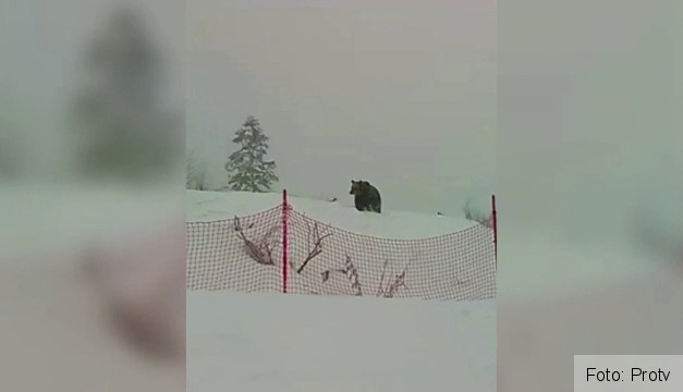 BRAȘOV. Sunt în perioadă de hibernare, dar câte un urs tot mai „scapă” în oraș 2 urs1.png