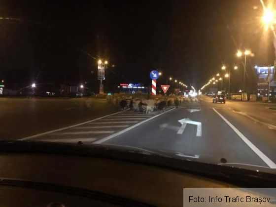 oi calea bucuresti_234790.jpg