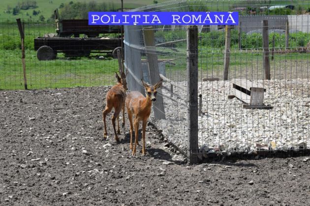 BRAŞOV. S-a trezit cu Poliţia la poartă, pentru că ţinea captive cinci exemplare de căprior (FOTO) 2 capriori cata_236085.jpg