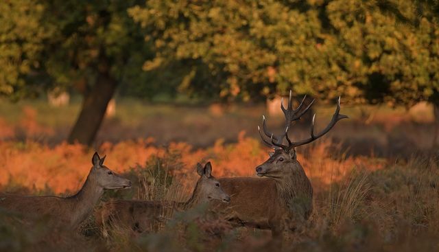 Cum se distruge natura în numele... protejării ei! 4 defileuljiului4.jpg