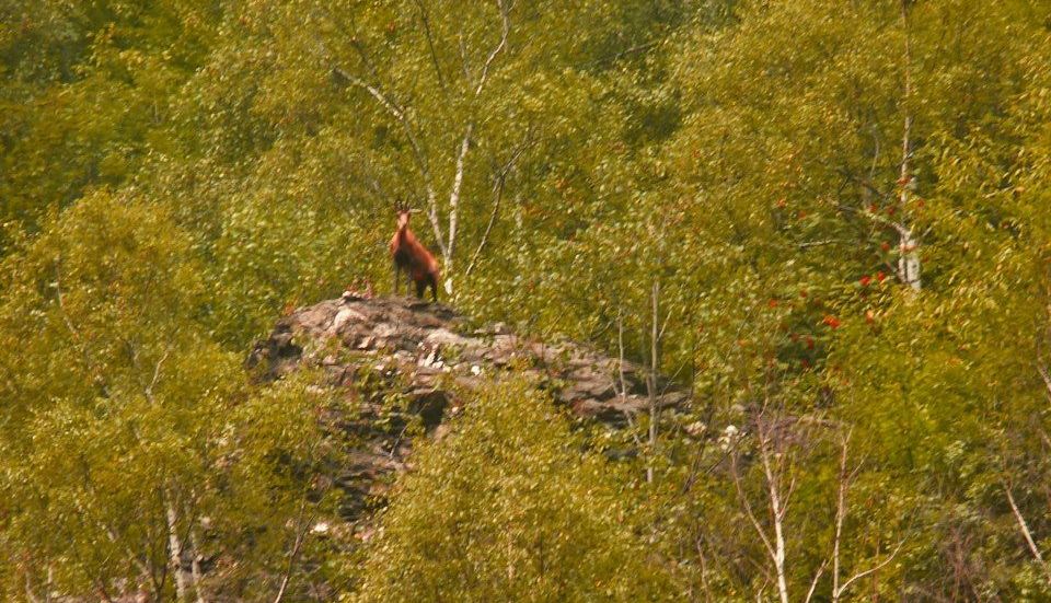 Cum se distruge natura în numele... protejării ei! 5 defileuljiului5.jpg