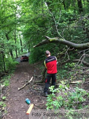 salvamont copaci_236080.jpg